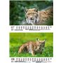 Luchszauber Calendrier DIN A5 pour lynx 2025 – Coffret cadeau Contenu : 1 calendrier, 1 carte de Noël (2 pièces au total)