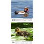 Entenzauber Calendrier 2025 format 10 cm x 10 cm Motif canards – Coffret cadeau Contenu : 1 calendrier, 1 carte de Noël (2 pièce