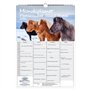 Pferdezauber Island Calendrier familial à 4 colonnes DIN A3 pour chevaux et poulains – Kit : 1 calendrier
