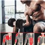 Physionics® Haltère/Poids Musculation - 30kg (2 x 15), Revêtement en Plastique, 2 Barres Courtes en Acier, 4 Fermoirs Forme d’Ét
