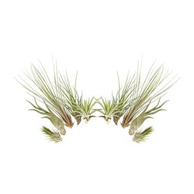 L'ensemble de 10 Tillandsia