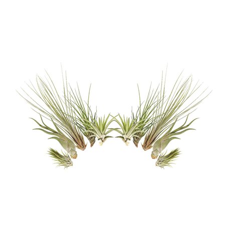L'ensemble de 10 Tillandsia