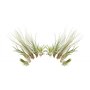 L'ensemble de 10 Tillandsia