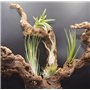 L'ensemble de 10 Tillandsia