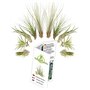 L'ensemble de 10 Tillandsia