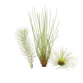 Ensemble insolite de 3 tillandsias
