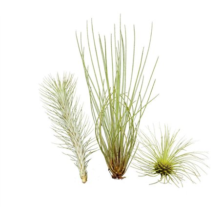 Ensemble insolite de 3 tillandsias