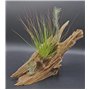 Ensemble insolite de 3 tillandsias