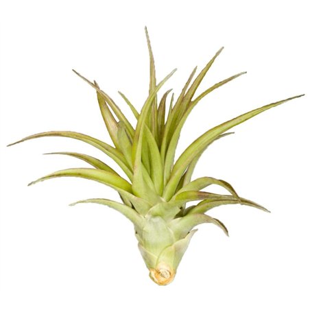 Tillandsia brachycaulos abdita