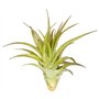 Tillandsia brachycaulos abdita