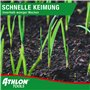 germination rapide