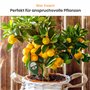 Meine Orangerie Humidimètre pour plantes - Humidimètre du sol pour plantes en pot et d'intérieur - Il suffit de lire l'humidité 