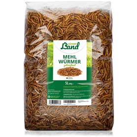 HÜHNER Land I festin de vers de Farine