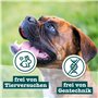 Chewies Training Mini Snacks Friandises pour Chien - Friandises saines pour Chien sans Sucre, idéales comme récompense et Motiva