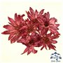 Fleurs de lotus 50 g | Fleurs entières rouges | Naturelles et non traitées | Qualité supérieure