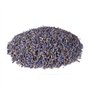 Myosotis