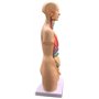 ININOSNP Modèle Anatomique de Torse Humain Neutre de 55 cm, Organes internes de l'anatomie for l'enseignement, Amovible en 19 Pa