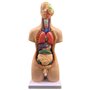ININOSNP Modèle Anatomique de Torse Humain Neutre de 55 cm, Organes internes de l'anatomie for l'enseignement, Amovible en 19 Pa
