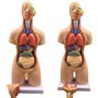 ININOSNP Modèle Anatomique de Torse Humain Neutre de 55 cm, Organes internes de l'anatomie for l'enseignement, Amovible en 19 Pa