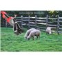 Kanduo Tondeuse Electrique Mouton 1000W Moutons cisailles Laine Ciseaux électrique Sheap Clipper Farm Machine