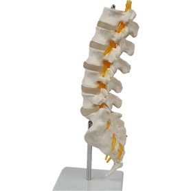 Lckiioy Modèle D'Équipement Pédagogique Colonne Lombaire à 5 Segments avec Accessoire Sacré Affichage Pédagogique Orthopédique A