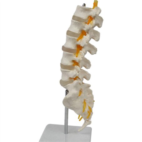 Lckiioy Modèle D'Équipement Pédagogique Colonne Lombaire à 5 Segments avec Accessoire Sacré Affichage Pédagogique Orthopédique A