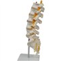 Lckiioy Modèle D'Équipement Pédagogique Colonne Lombaire à 5 Segments avec Accessoire Sacré Affichage Pédagogique Orthopédique A