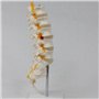 Lckiioy Modèle D'Équipement Pédagogique Colonne Lombaire à 5 Segments avec Accessoire Sacré Affichage Pédagogique Orthopédique A