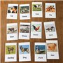 Hurromy Enfants Animaux avec Cartes D'Association Apprentissage Sensoriel éDucatifs Animaux en Plastique pour Enfants