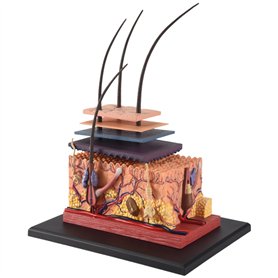 Kopinma Modèle d'Anatomie Humaine