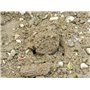 Garland Plantoir de bulbes avec Manche