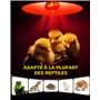 GlowUp E27 Reptile Ampoules Chauffantes 50W, Dimmable Rétro Éclairage Infrarouge Lampe De Chaleur Ampoule Spot Basking Pour Drag