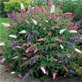 1 BUDDLEIA ARBRE À PAPILLONS TRICOLORE COULEURS MIXTES PLANTE DE JARDIN SAINE EN POT