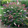 1 BUDDLEIA ARBRE À PAPILLONS TRICOLORE COULEURS MIXTES PLANTE DE JARDIN SAINE EN POT
