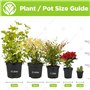 1 BUDDLEIA ARBRE À PAPILLONS TRICOLORE COULEURS MIXTES PLANTE DE JARDIN SAINE EN POT