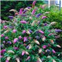 1 BUDDLEIA ARBRE À PAPILLONS TRICOLORE COULEURS MIXTES PLANTE DE JARDIN SAINE EN POT