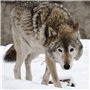 Wolf-Carte de v?ux-bruit avec son ambiphonique Animal joue lorsque vous ouvrez la carte Vierge à l'intérieur