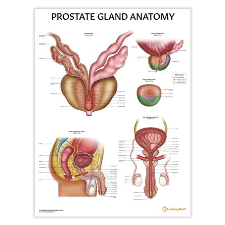AnatomyStuff Tableau d'anatomie de la prostate 45 x 60 cm
