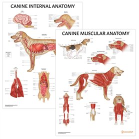 AnatomyStuff Lot de 2 affiches d'organes internes et d'anatomie musculaire canine
