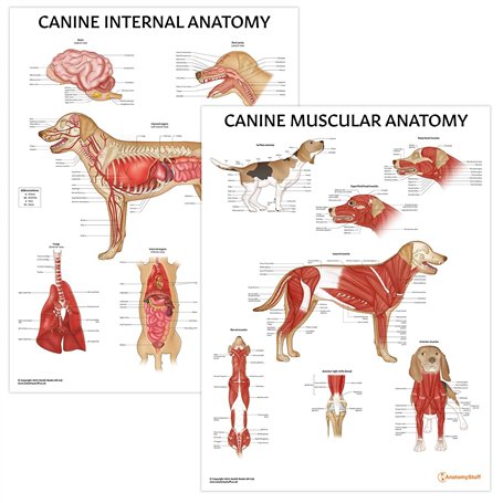 AnatomyStuff Lot de 2 affiches d'organes internes et d'anatomie musculaire canine