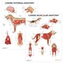 AnatomyStuff Lot de 2 affiches d'organes internes et d'anatomie musculaire canine
