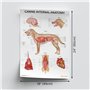 diagramme anatomique canin