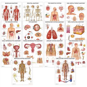 Complete Organs Systems Collection 14 Chart Lot de posters anatomiques 45 x 60 cm
