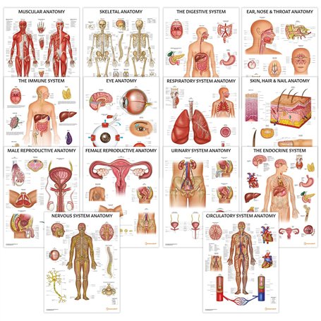 Complete Organs Systems Collection 14 Chart Lot de posters anatomiques 45 x 60 cm