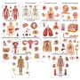 Complete Organs Systems Collection 14 Chart Lot de posters anatomiques 45 x 60 cm