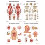 Complete Organs Systems Collection 14 Chart Lot de posters anatomiques 45 x 60 cm
