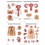 Complete Organs Systems Collection 14 Chart Lot de posters anatomiques 45 x 60 cm