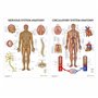 Complete Organs Systems Collection 14 Chart Lot de posters anatomiques 45 x 60 cm
