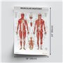 Complete Organs Systems Collection 14 Chart Lot de posters anatomiques 45 x 60 cm