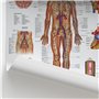 Complete Organs Systems Collection 14 Chart Lot de posters anatomiques 45 x 60 cm